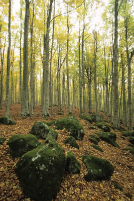 La faggeta agli inizi dell'autunno